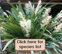 Sales of rare plants